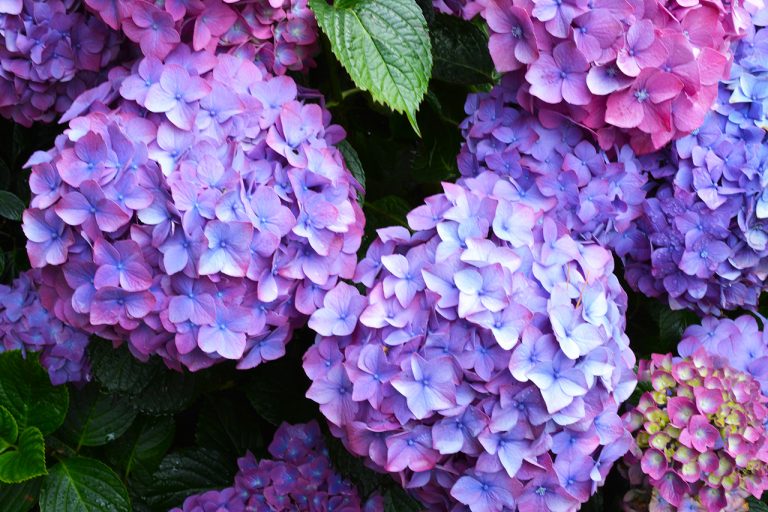 blue hydrangea flowers